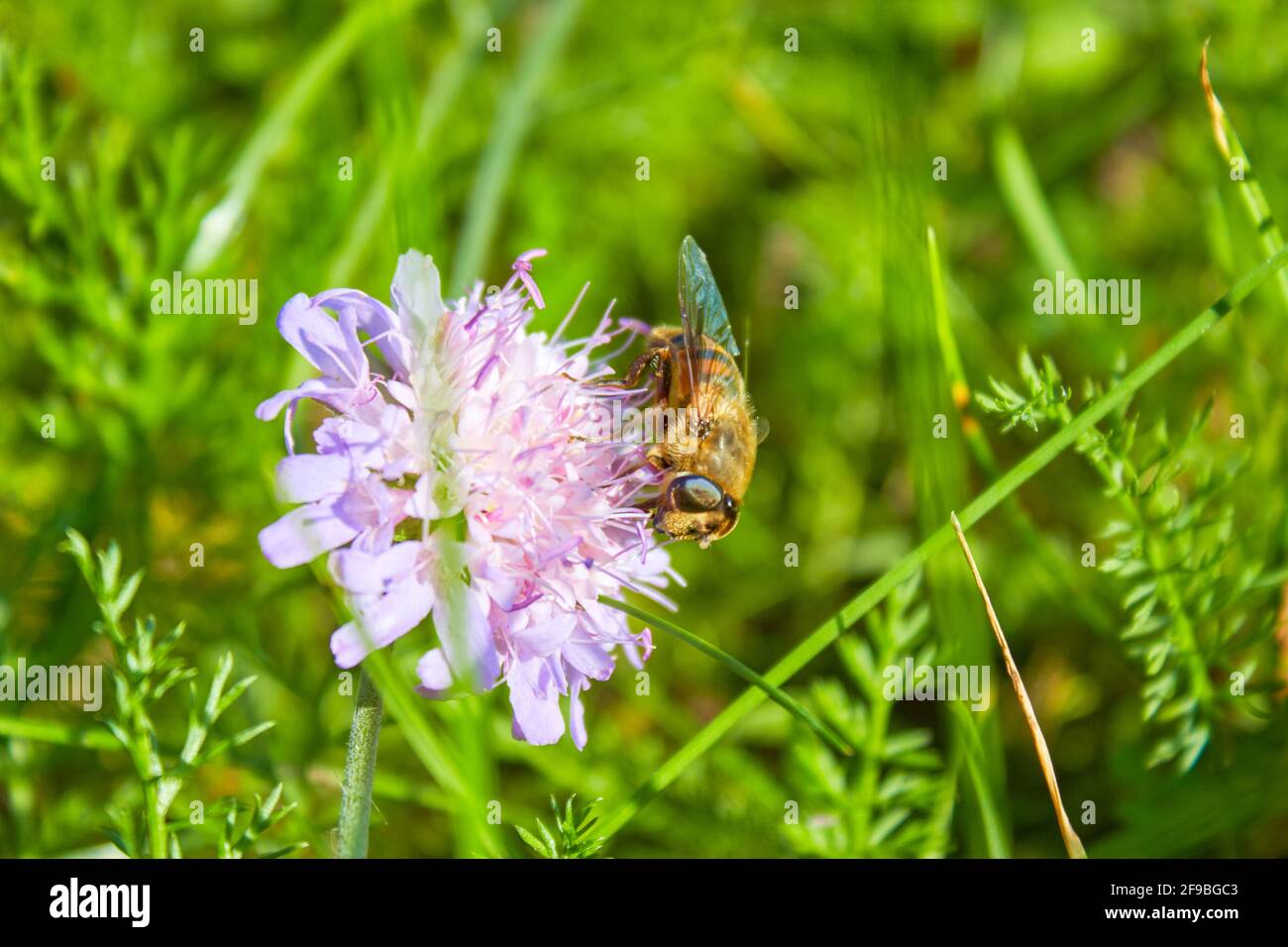 Il miele API mellifera raccoglie polline per il miele dal fiore. Primo piano delle api Foto Stock