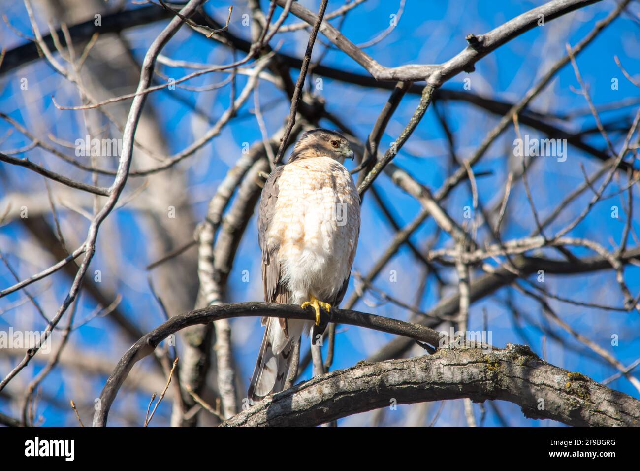 Un falco di cooper nella città di Quebec, in Canada Foto Stock