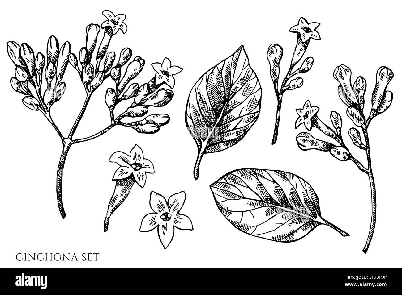 Insieme vettoriale di cinchona bianca e nera disegnata a mano Illustrazione Vettoriale