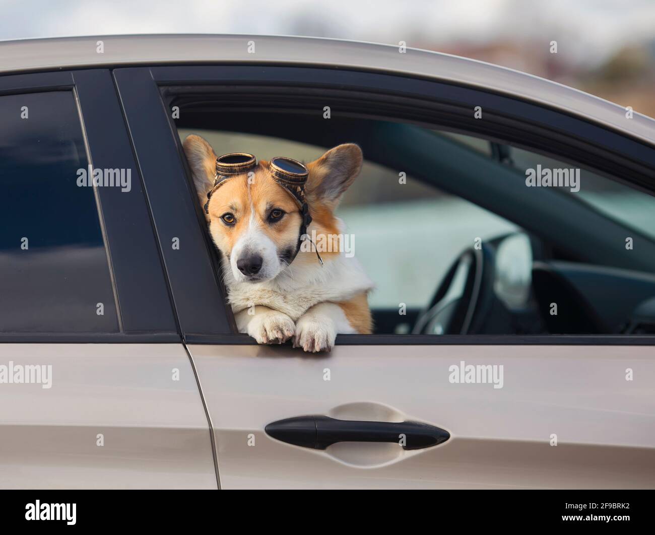 testa corgi cane e zampe puntato fuori di un passaggio auto con occhiali da pilota Foto Stock