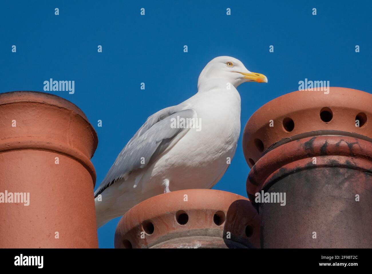 Un unico gabbiano in piedi su un'argilla rossa appena tappata pentola del camino con due altre pentole su entrambi i lati Foto Stock