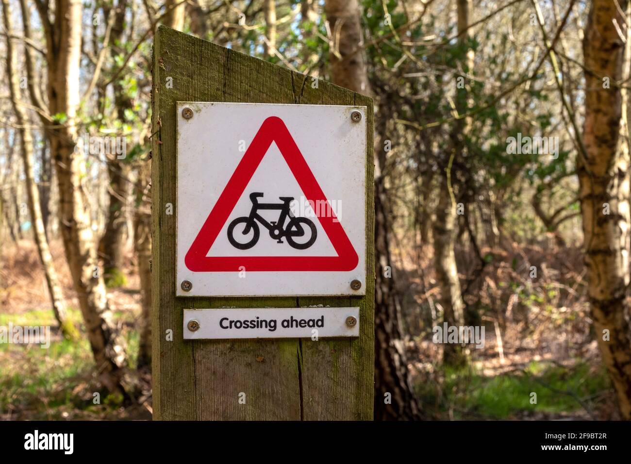 Un cartello di avvertimento per la traversata di una pista ciclabile su un palo di legno in una zona boschiva Foto Stock
