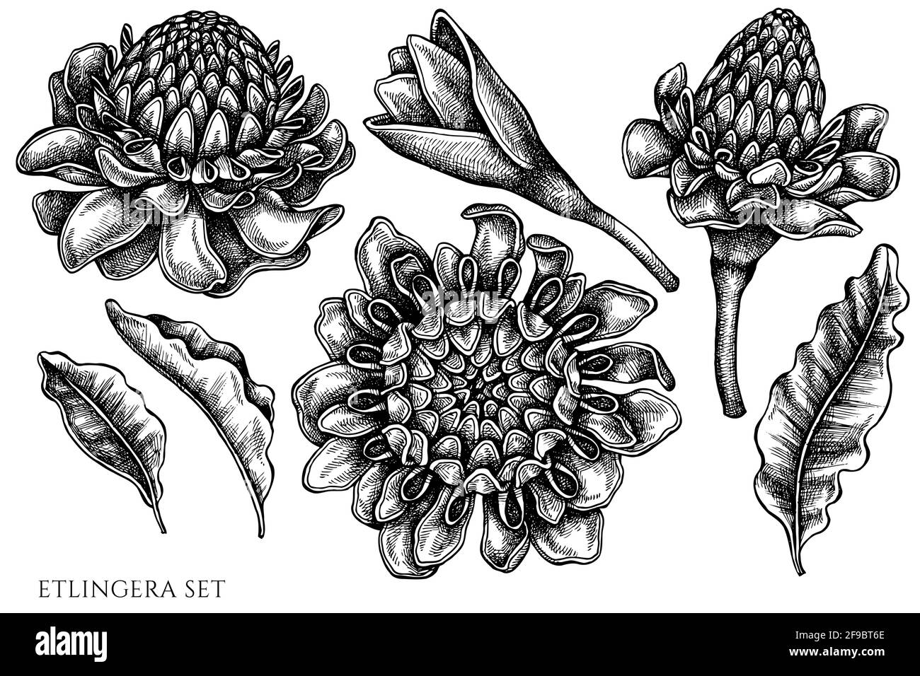 Serie vettoriale di etlingera bianca e nera disegnata a mano Illustrazione Vettoriale