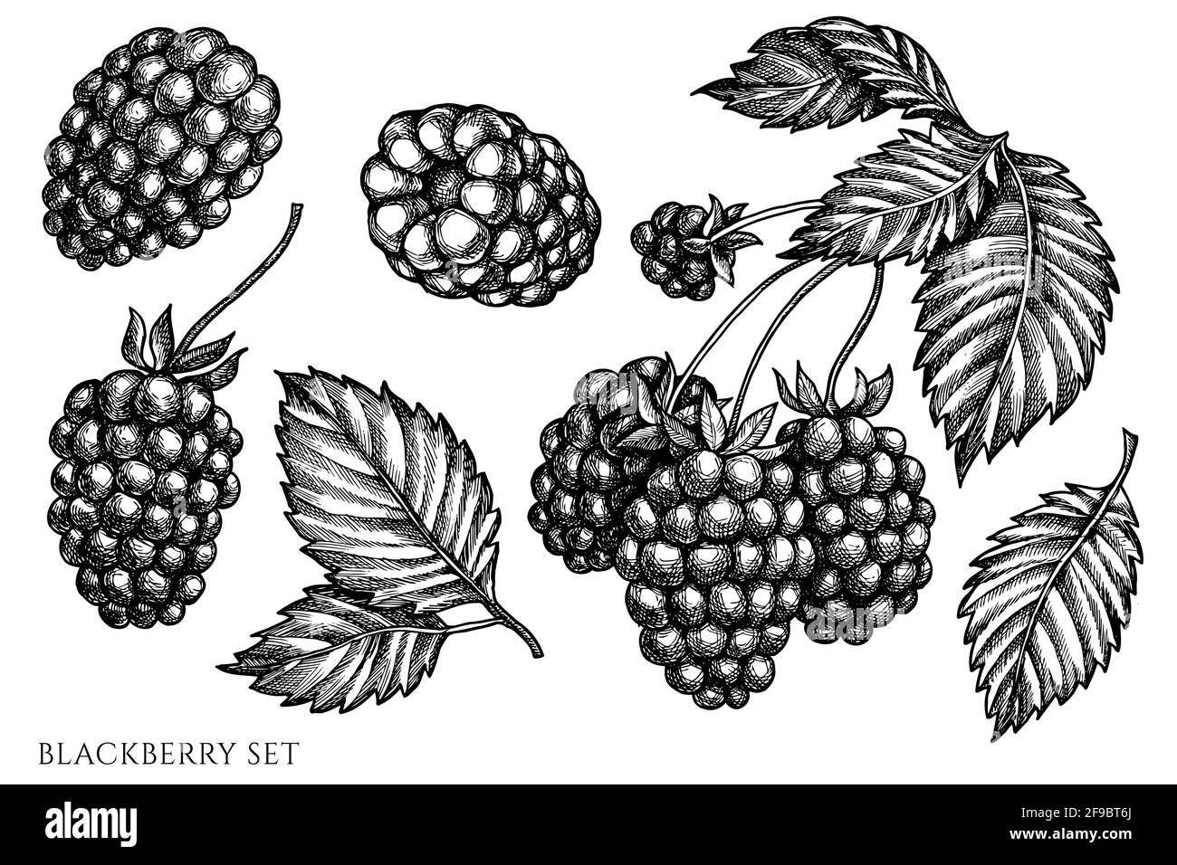 Set vettoriale di blackberry bianco e nero disegnati a mano Illustrazione Vettoriale