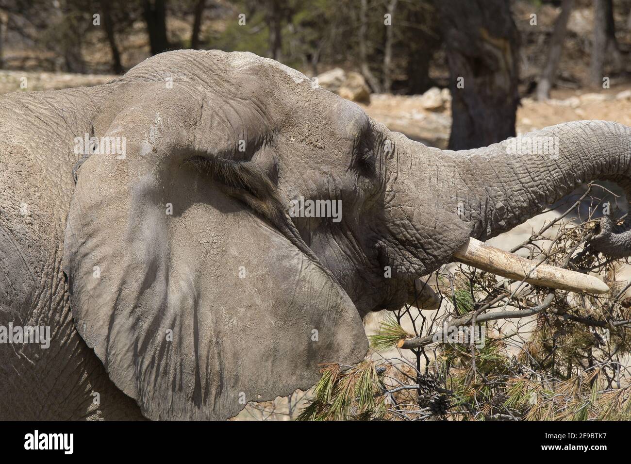 Ritratto di elefante africano in un parco naturale e riserva di animali, situato nella Sierra de Aitana, Alicante, Spagna. Vista Foto Stock