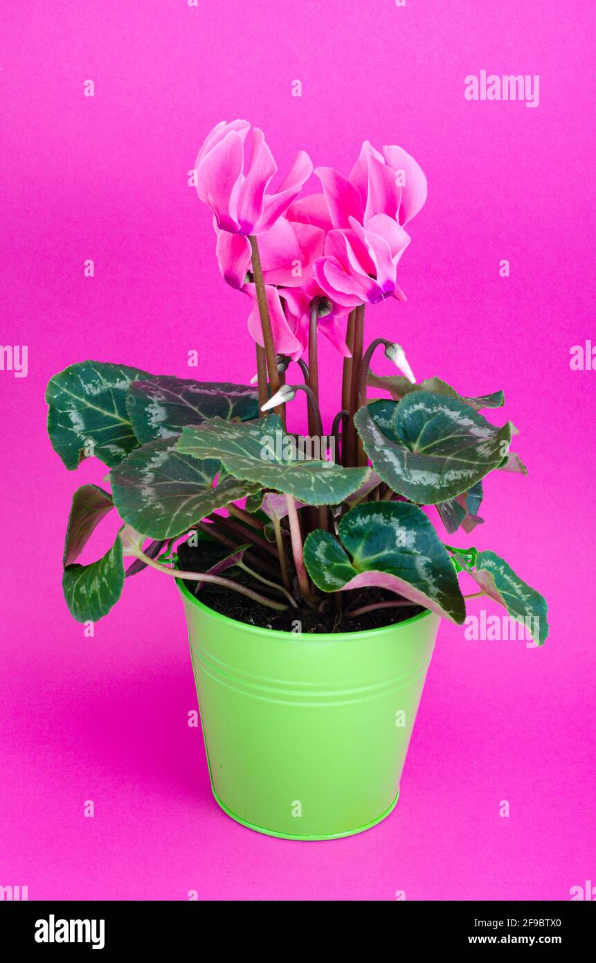 Ciclamino rosa in fiore in secchio verde. Studio foto Foto Stock