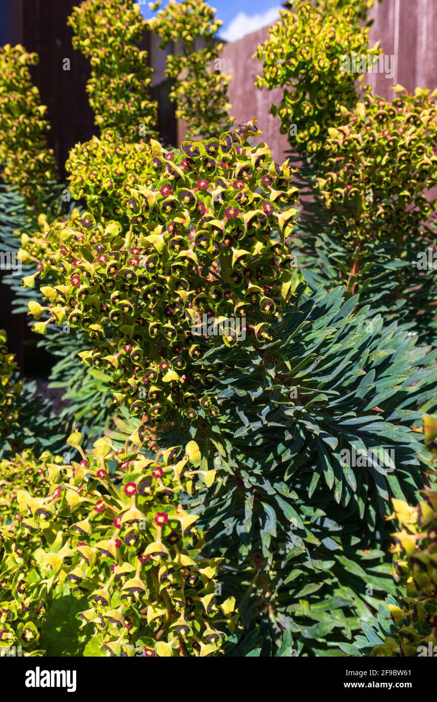 Euphorbia Characterias 'Black Pearl', spurge, uk Garden Foto Stock