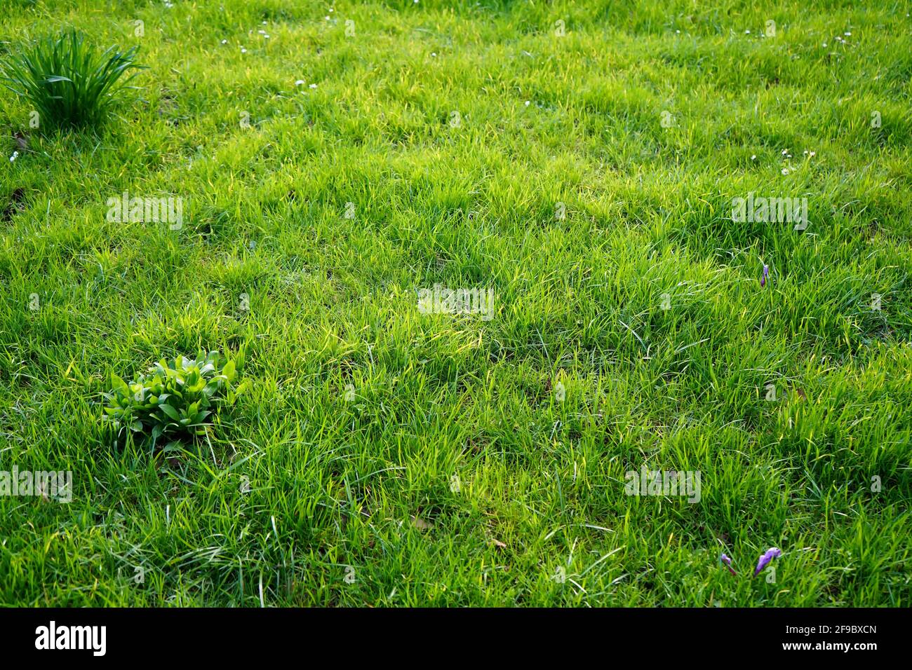Prato di primavera verde. Foto Stock