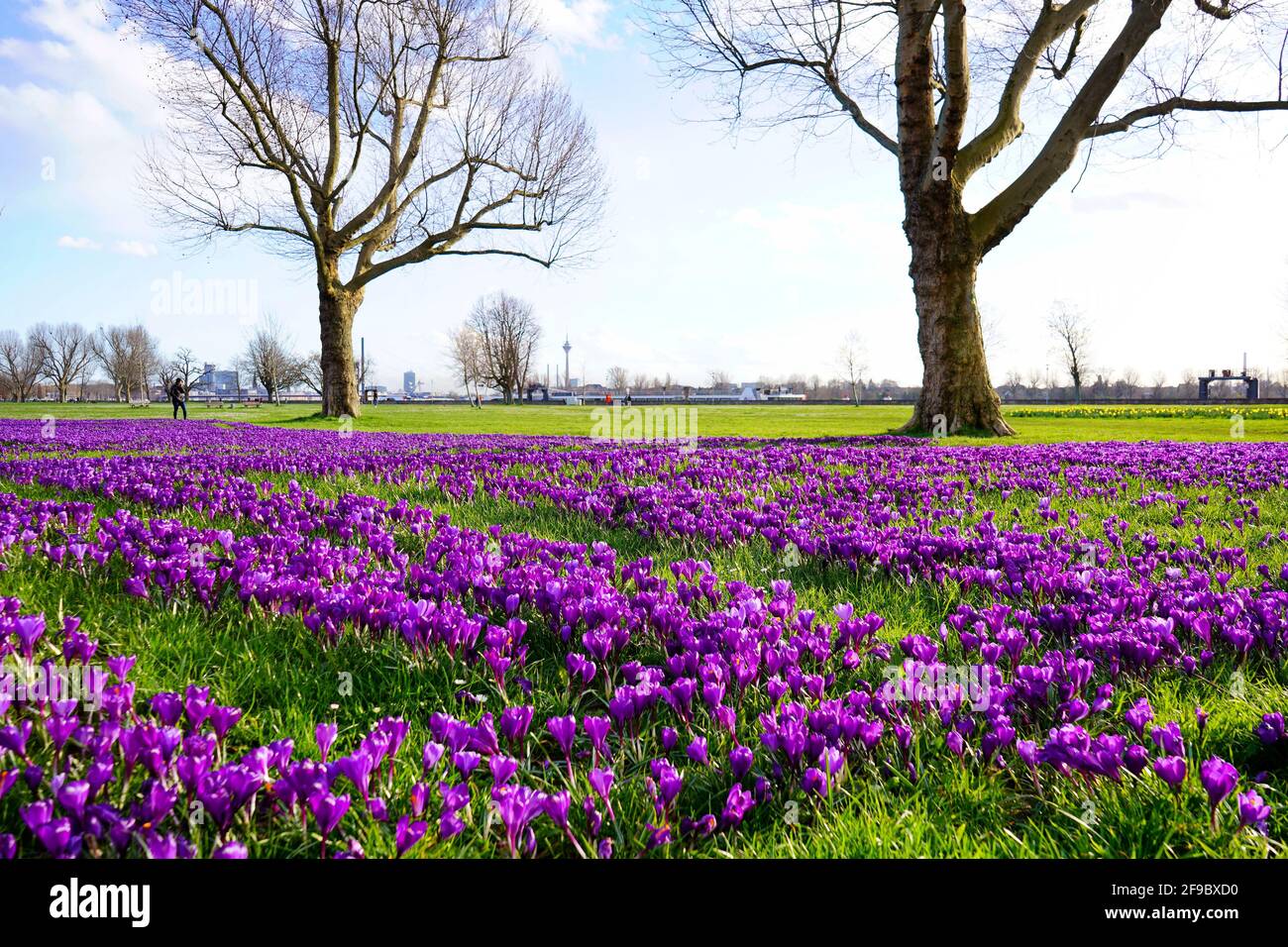 Paesaggio primaverile con fiori di crocus viola nel distretto di Golzheim vicino al fiume Reno a Düsseldorf, Germania. Foto Stock