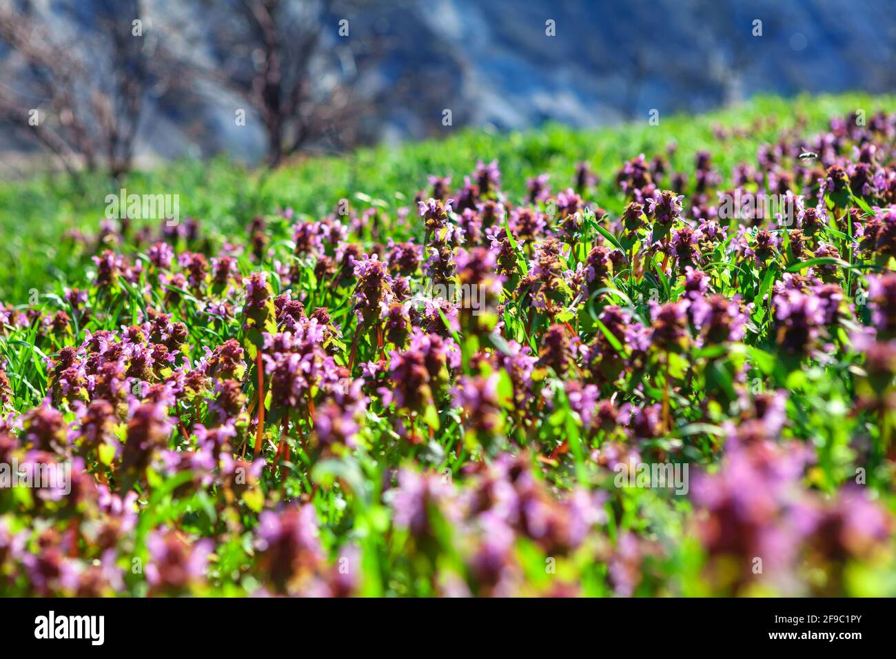 Fiori selvatici colorati che crescono sul prato . Fioritura primaverile Foto Stock