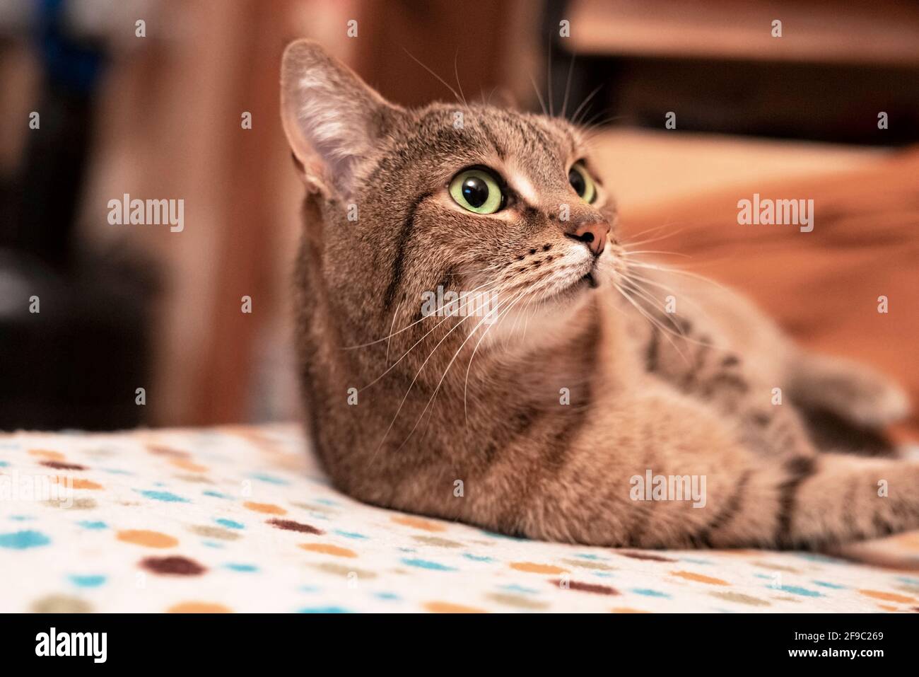 Sgombro tabby gatto beige con occhi verdi rilassa sul divano e guardando lontano, animali, animali a tema Foto Stock
