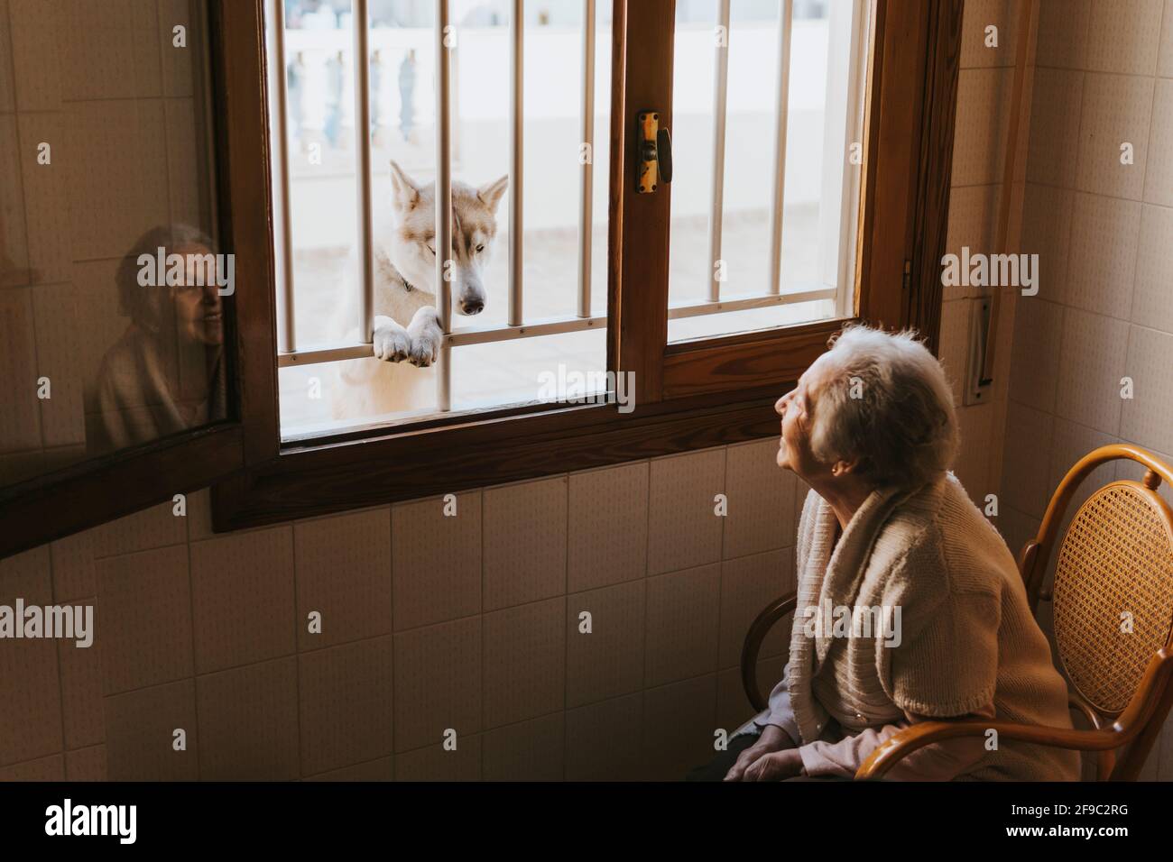 la vecchia donna sorride ad un cane husky siberiano attraverso il finestra Foto Stock