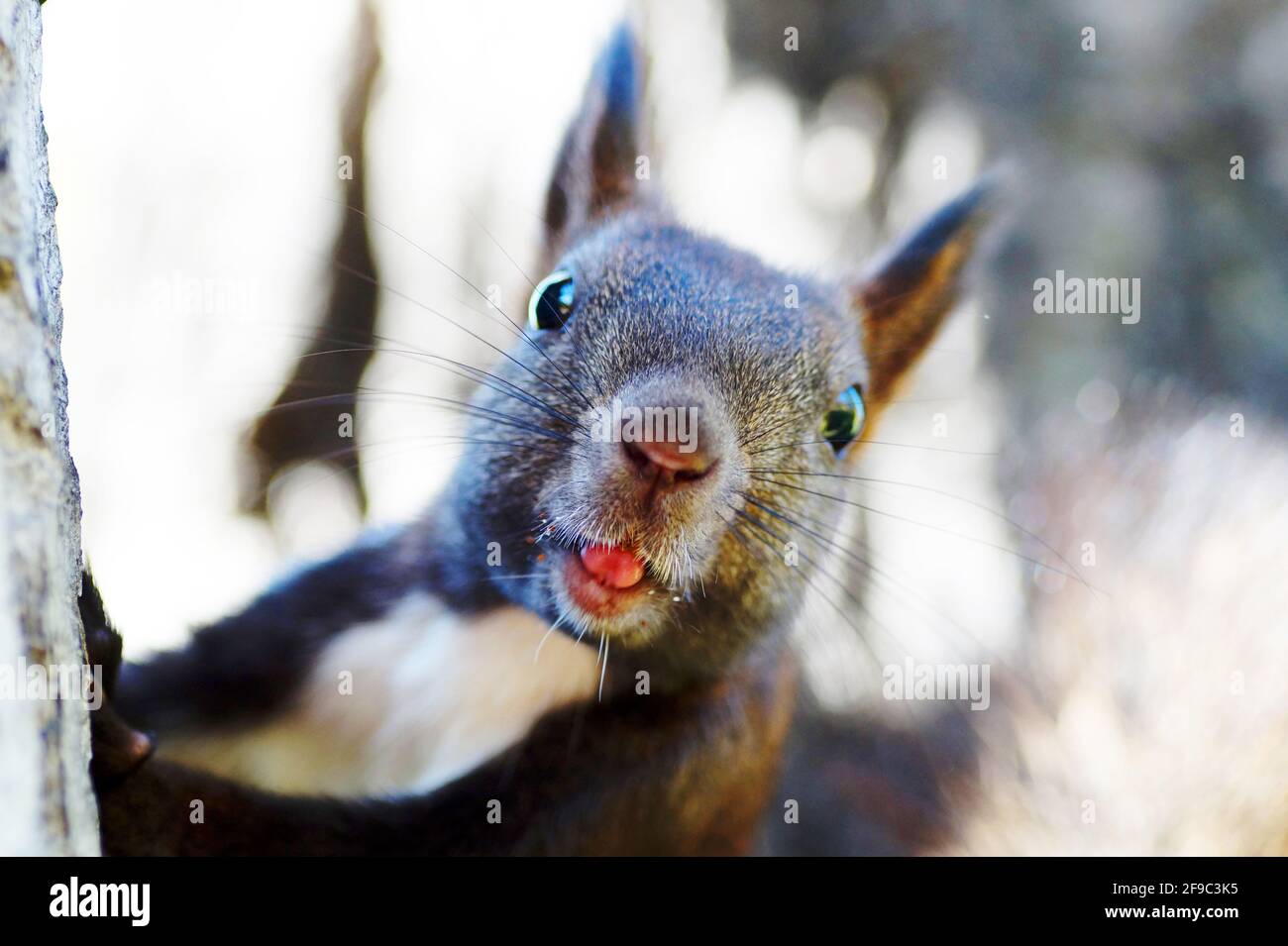 Lo scoiattolo si fissa alla telecamera Foto Stock