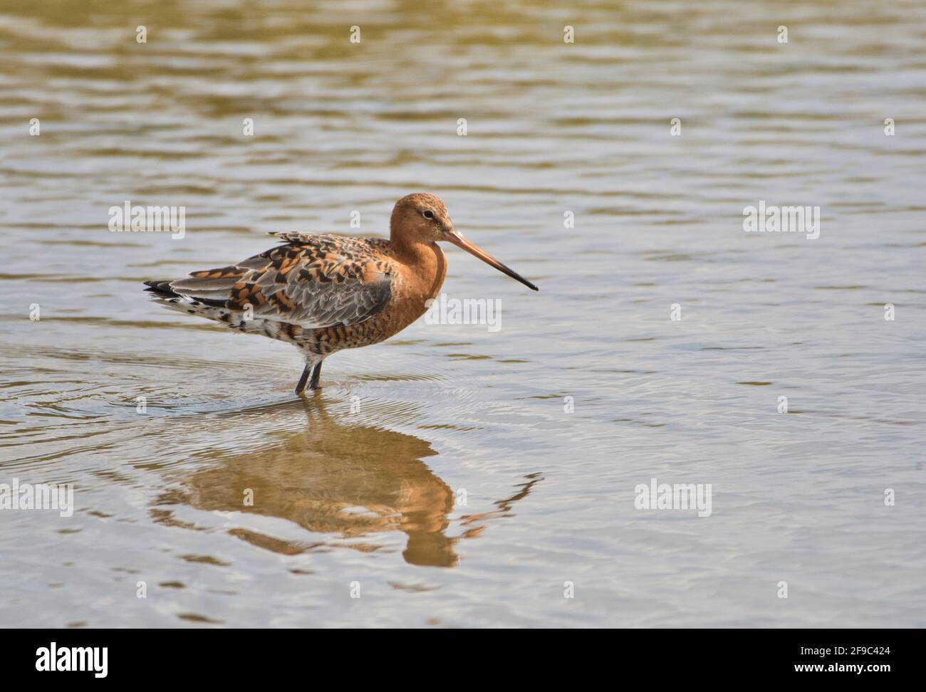 godwit dalla coda nera (Limosa limosa). Anche se la specie comunemente overwinter nel Regno Unito, questo ha molato in crumage di allevamento prima della partenza. Foto Stock