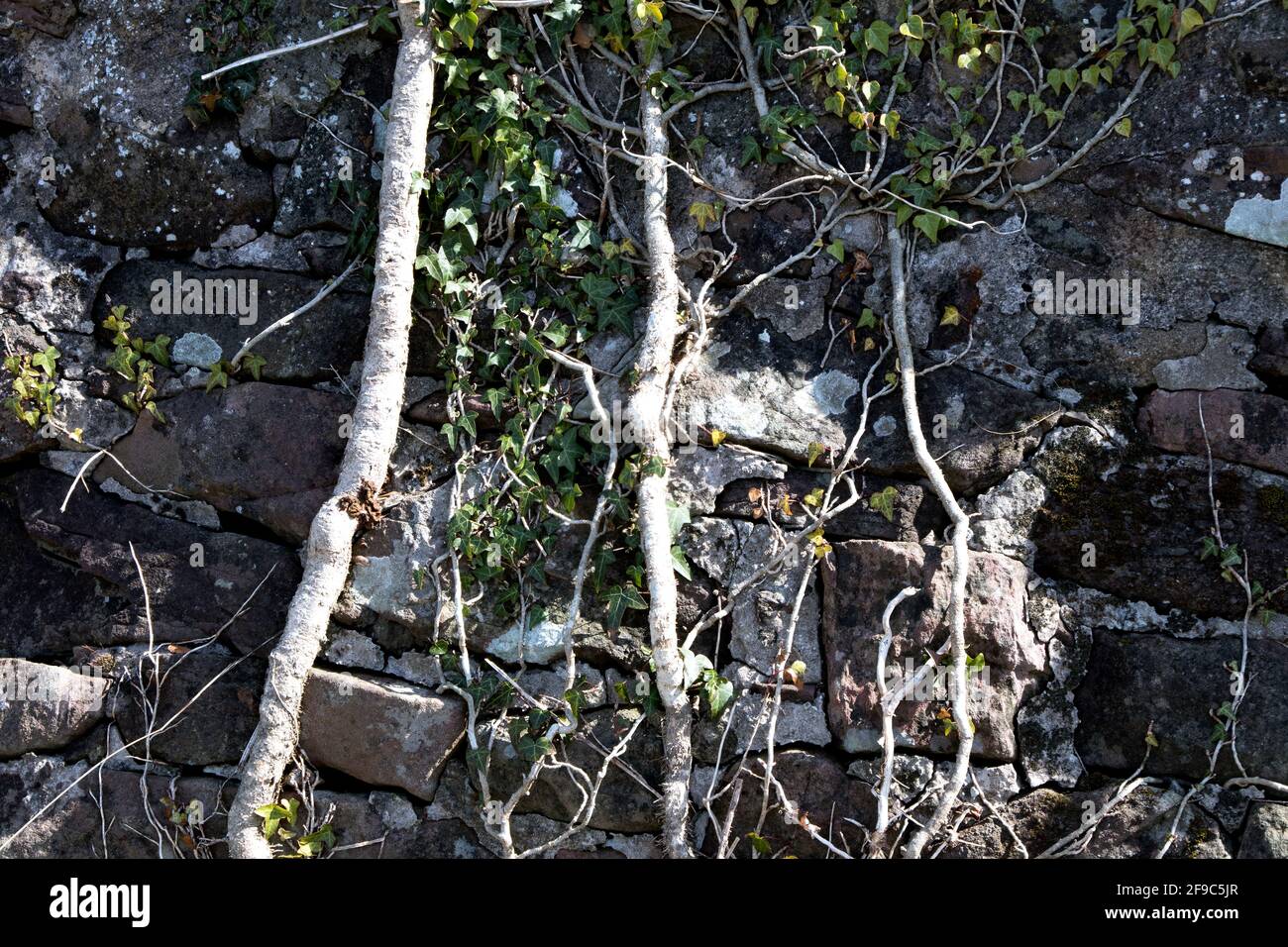 Ivy e le piante di arrampicata su un vecchio muro di pietra Foto Stock