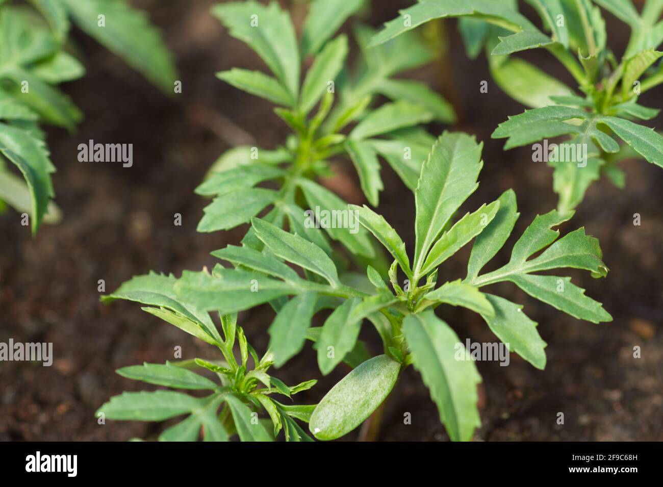 Vaniglia africana di Marigold, tagetes erecta, piante di otturazione da vicino Foto Stock