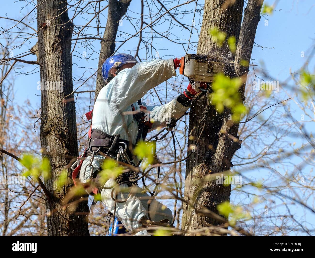 Un lavoratore in un casco è appeso a corde sulla cima di un albero e taglia un ramo con una motosega. Ringiovanimento degli alberi. Il lavoro delle utenze cittadine Foto Stock