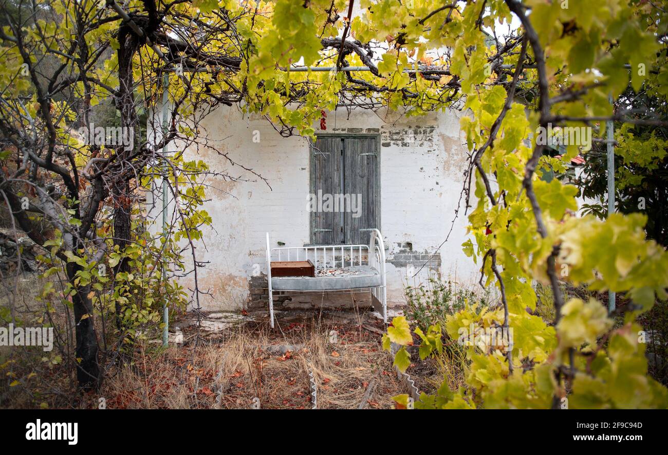 Vecchio lettino contro un muro di casa tradizionale abbandonata in giardino mediterraneo incorniciato con foglie di vite gialle in autunno. Simbolo del passato, Foto Stock