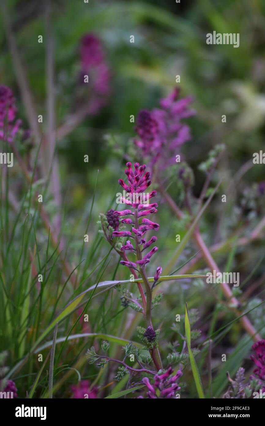 Un fiore normale di fumo terrestre Foto Stock