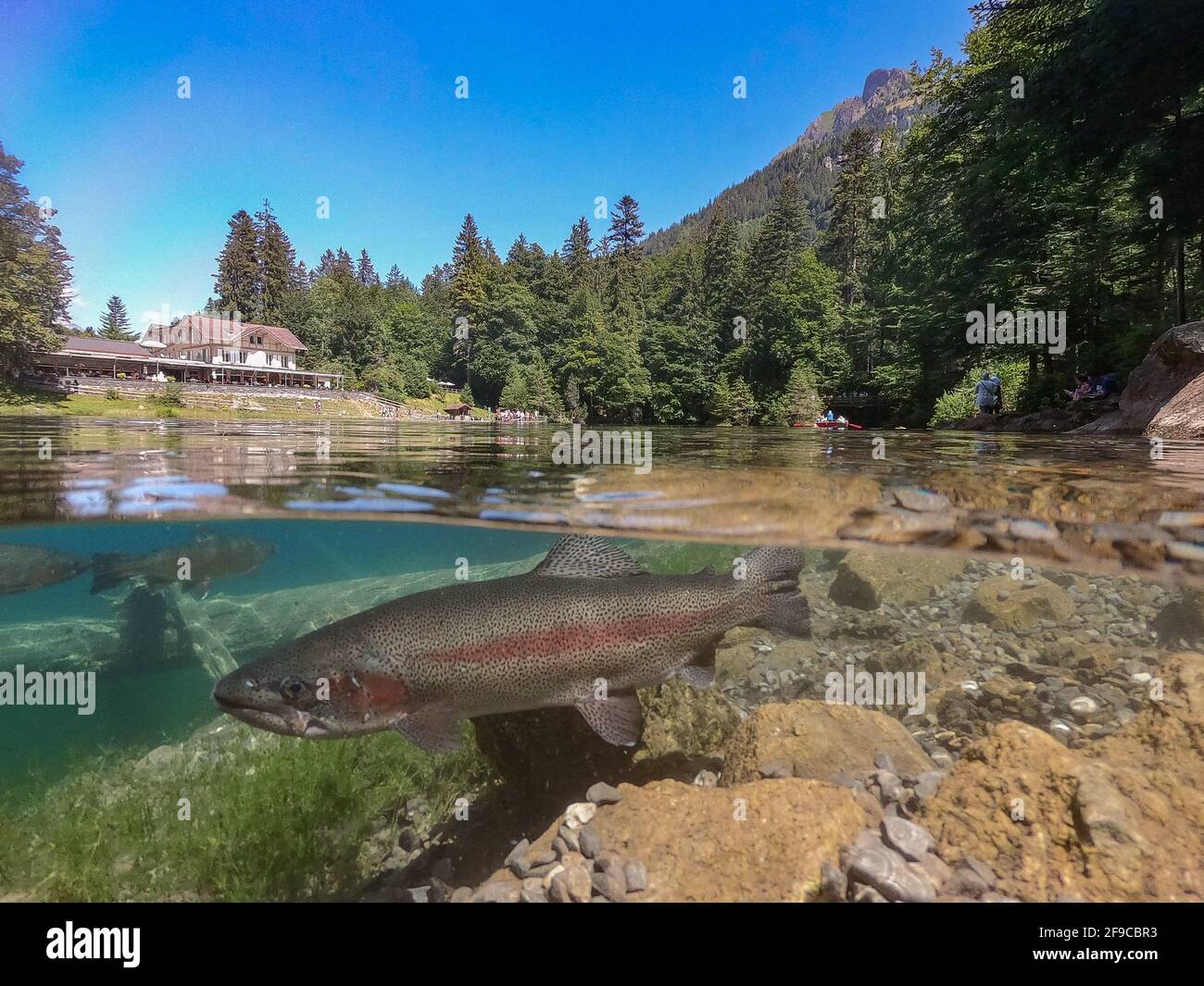 Foto panoramica di una romantica foresta lago Blausee in Svizzera con un desiderio di trota in acqua Foto Stock
