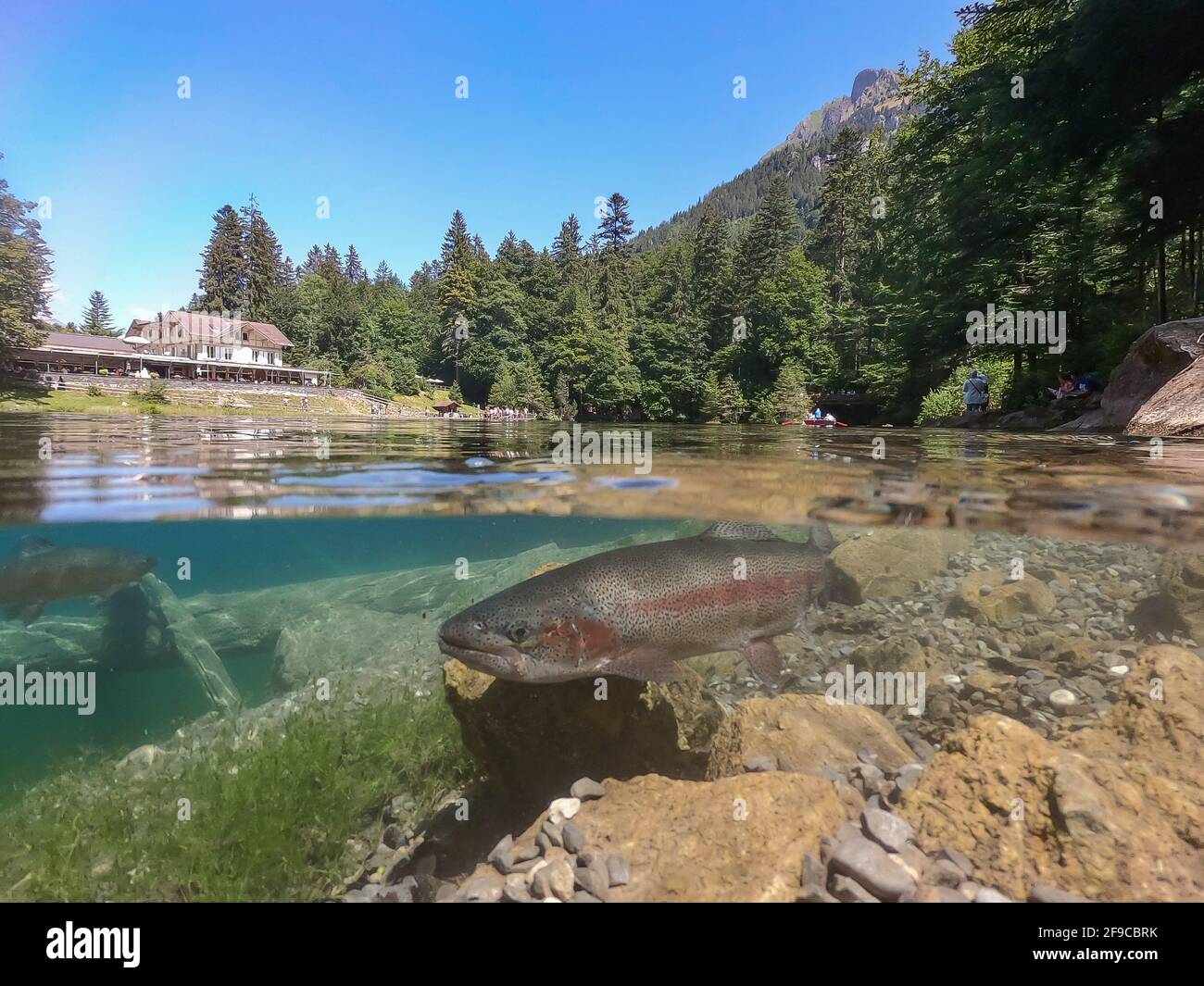 Foto panoramica di una romantica foresta lago Blausee in Svizzera con un desiderio di trota in acqua Foto Stock