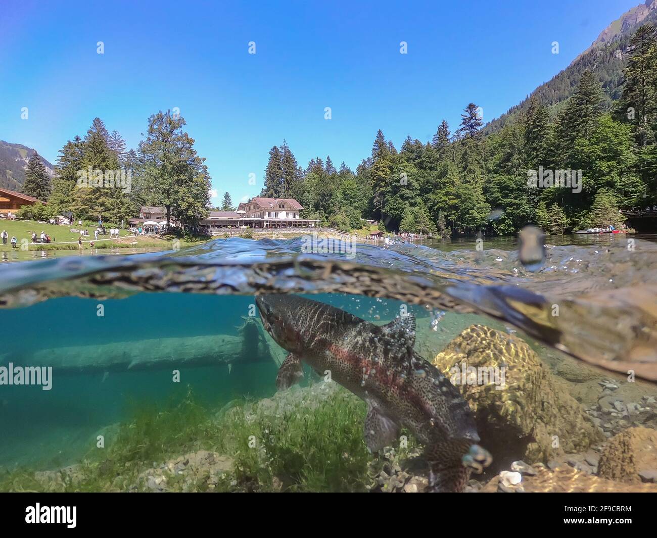 Foto panoramica di una romantica foresta lago Blausee in Svizzera con un desiderio di trota in acqua Foto Stock