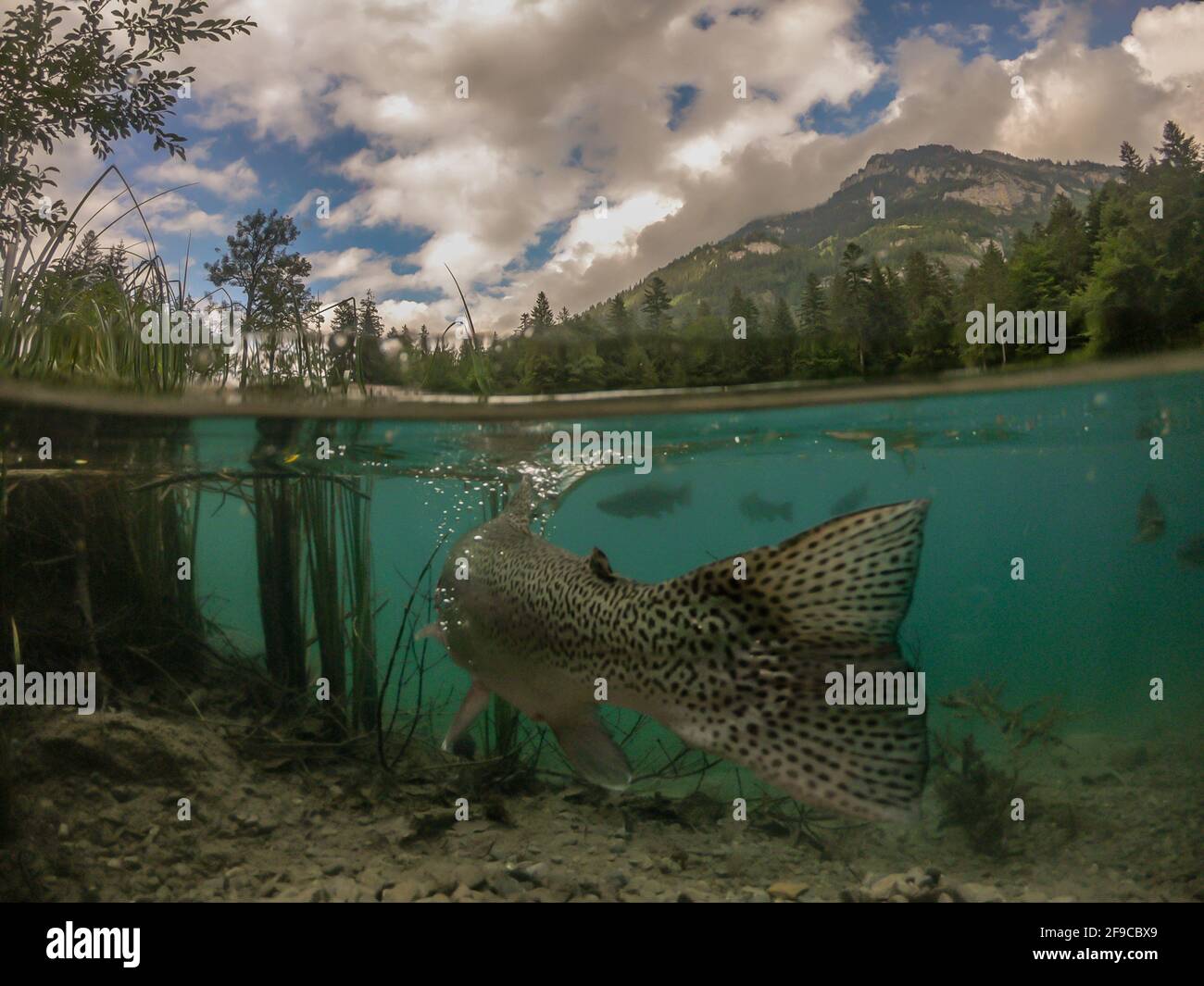 Foto panoramica di una romantica foresta lago Blausee in Svizzera con un desiderio di trota in acqua Foto Stock