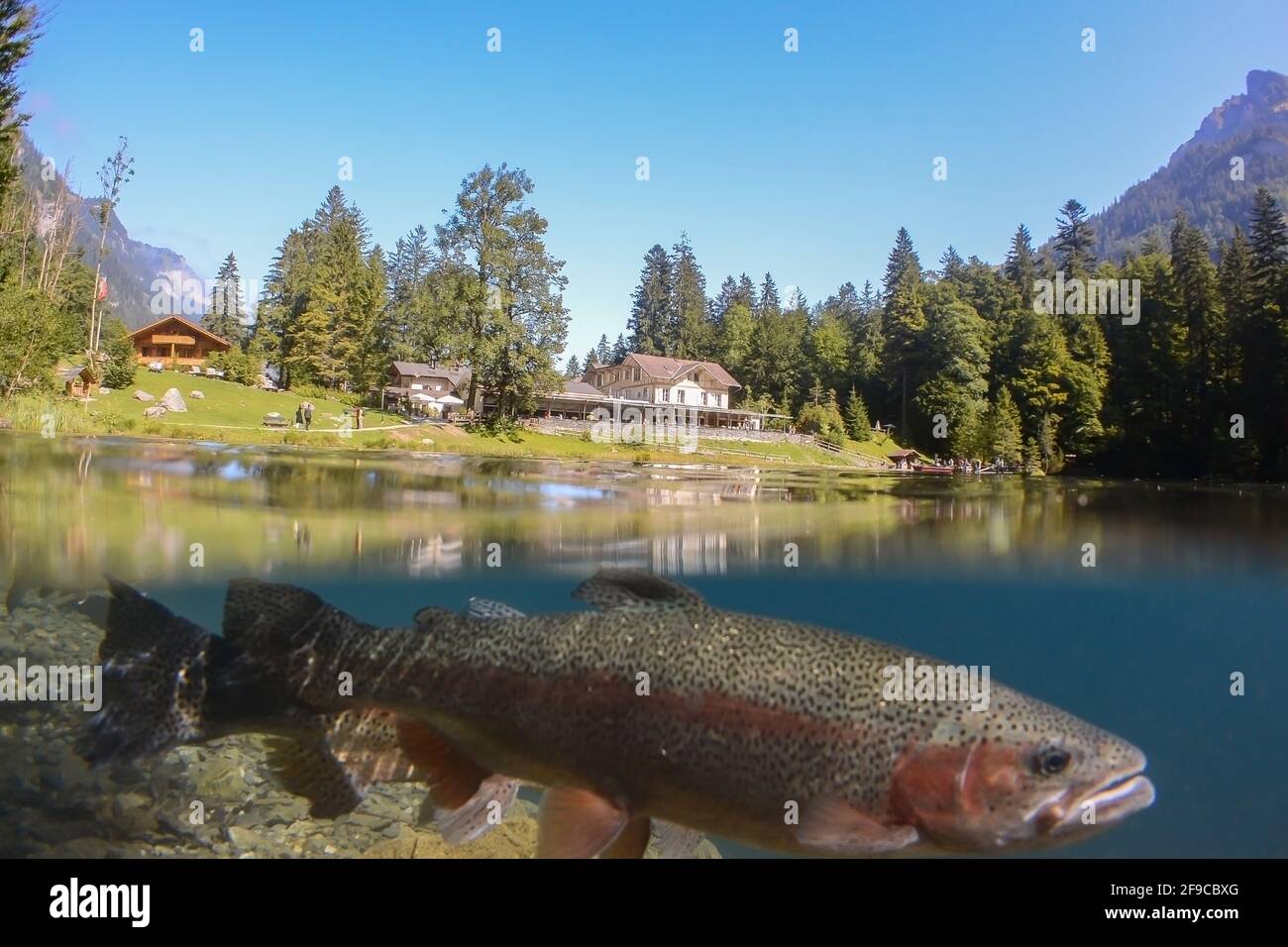 Foto panoramica di una romantica foresta lago Blausee in Svizzera con un desiderio di trota in acqua Foto Stock