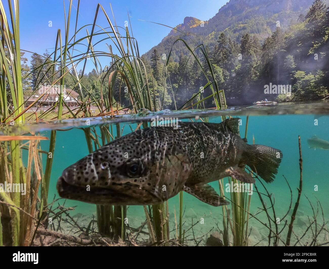 Foto panoramica di una romantica foresta lago Blausee in Svizzera con un desiderio di trota in acqua Foto Stock