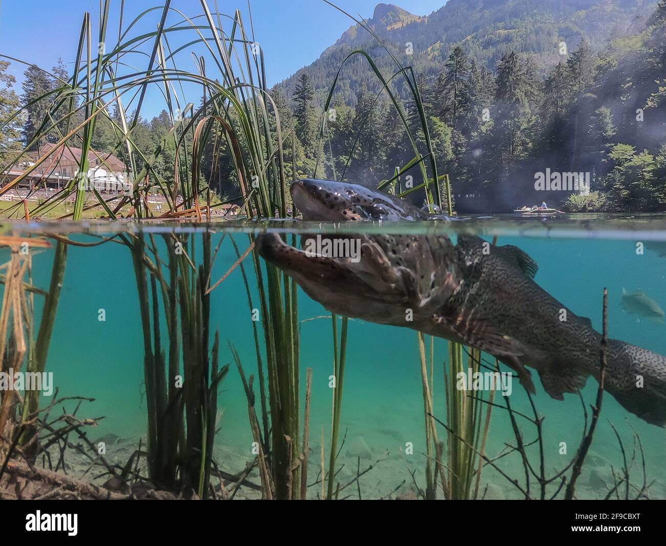 Foto panoramica di una romantica foresta lago Blausee in Svizzera con un desiderio di trota in acqua Foto Stock