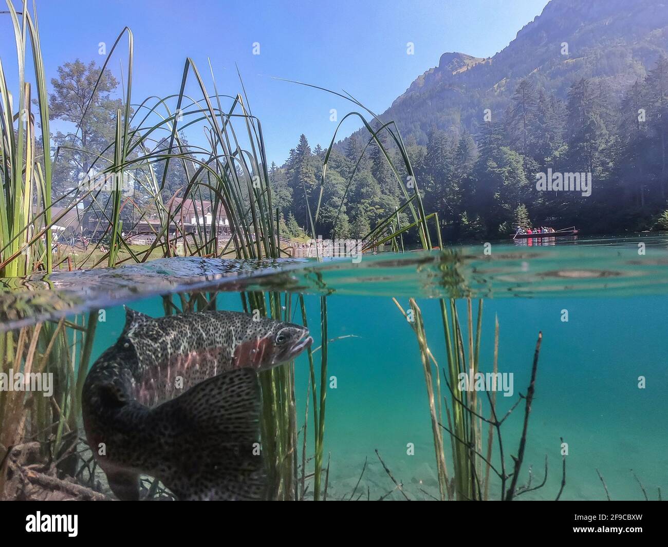 Foto panoramica di una romantica foresta lago Blausee in Svizzera con un desiderio di trota in acqua Foto Stock