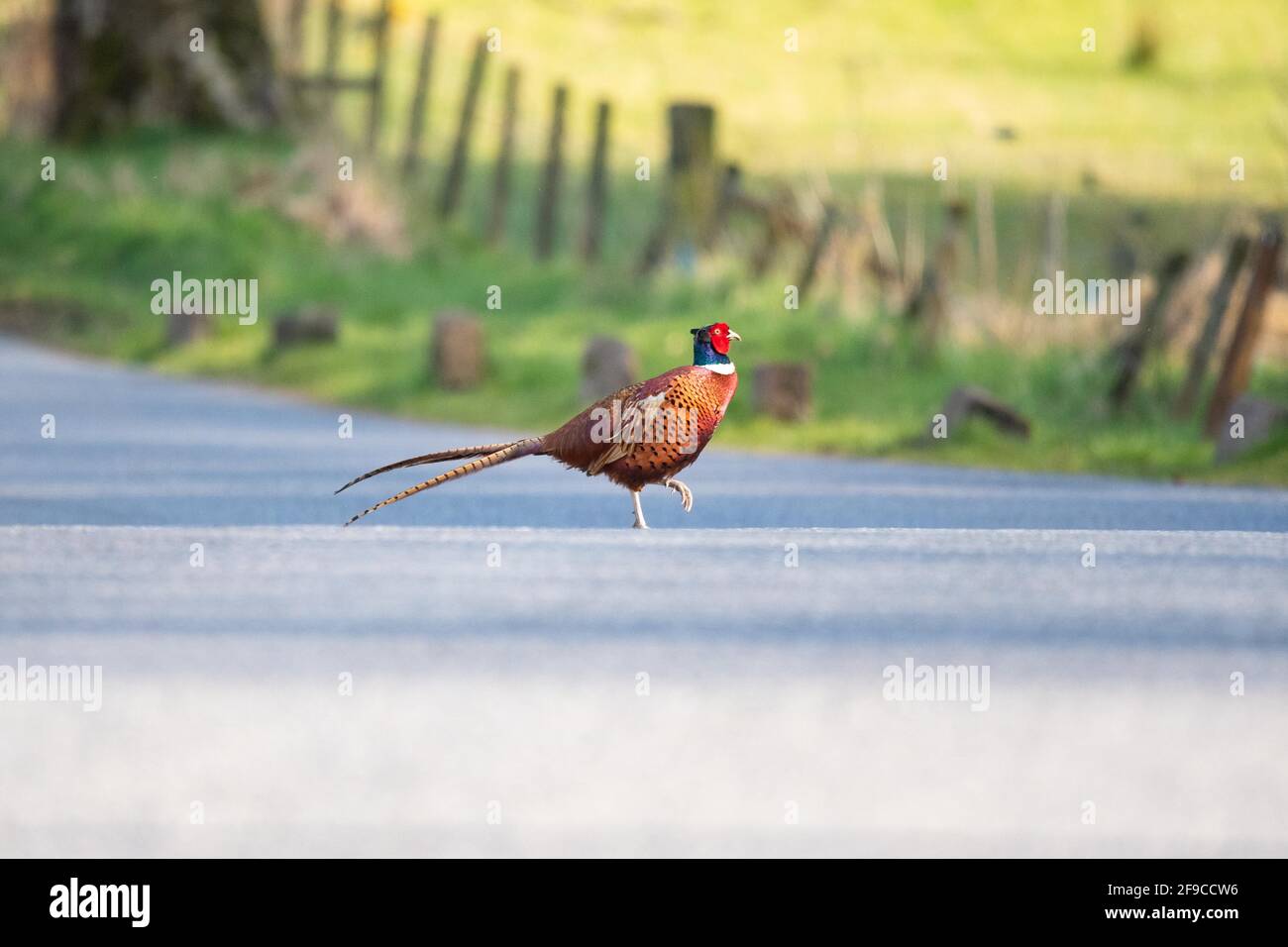 Maschio anello fagiano a collo attraversando una strada di campagna a Stirling, Scozia, Regno Unito Foto Stock