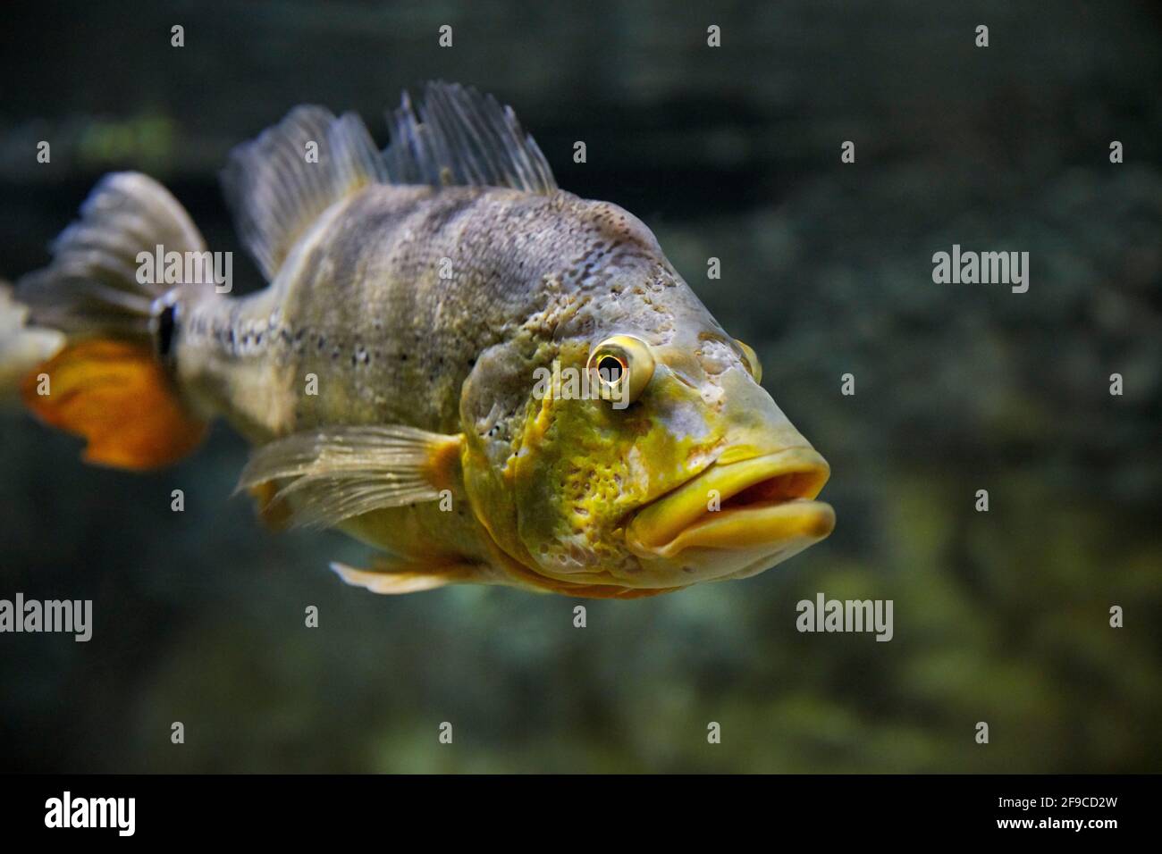 La farfalla pavone basso (Cichla ocellaris) nuota in acquario. Foto Stock