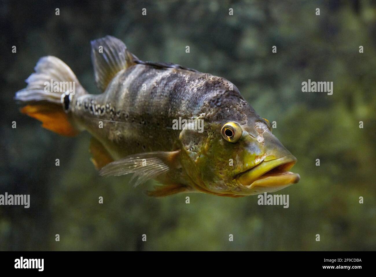 La farfalla pavone basso (Cichla ocellaris) nuota in acquario. Foto Stock