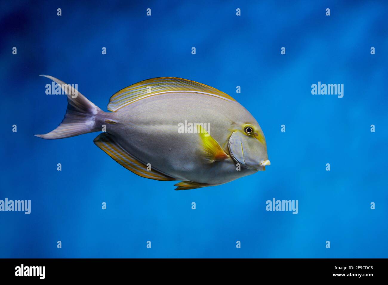 Pesce surgeonfish di pinna gialla, o pesce surgeonfish di Cuvier (Acanthurus xanthopterus) nuotano in acquario. Foto Stock