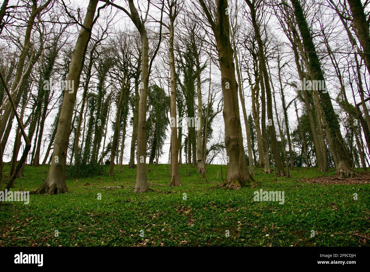 Aglio selvaggio nei boschi, Stroud District, Cotswold AONB Foto Stock