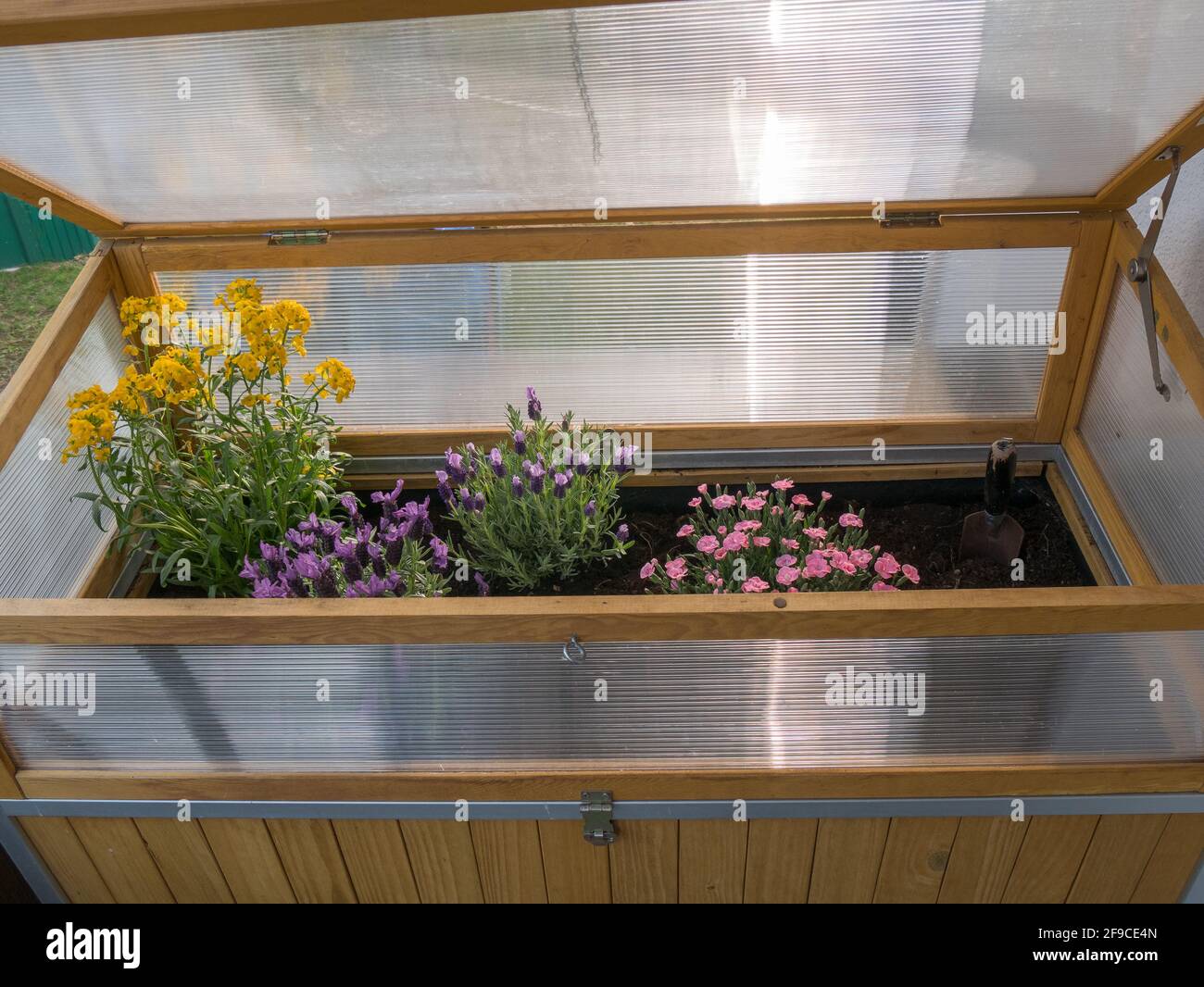 Fiori amichevoli dell'ape in rilievo fiorito sul balcone Foto Stock