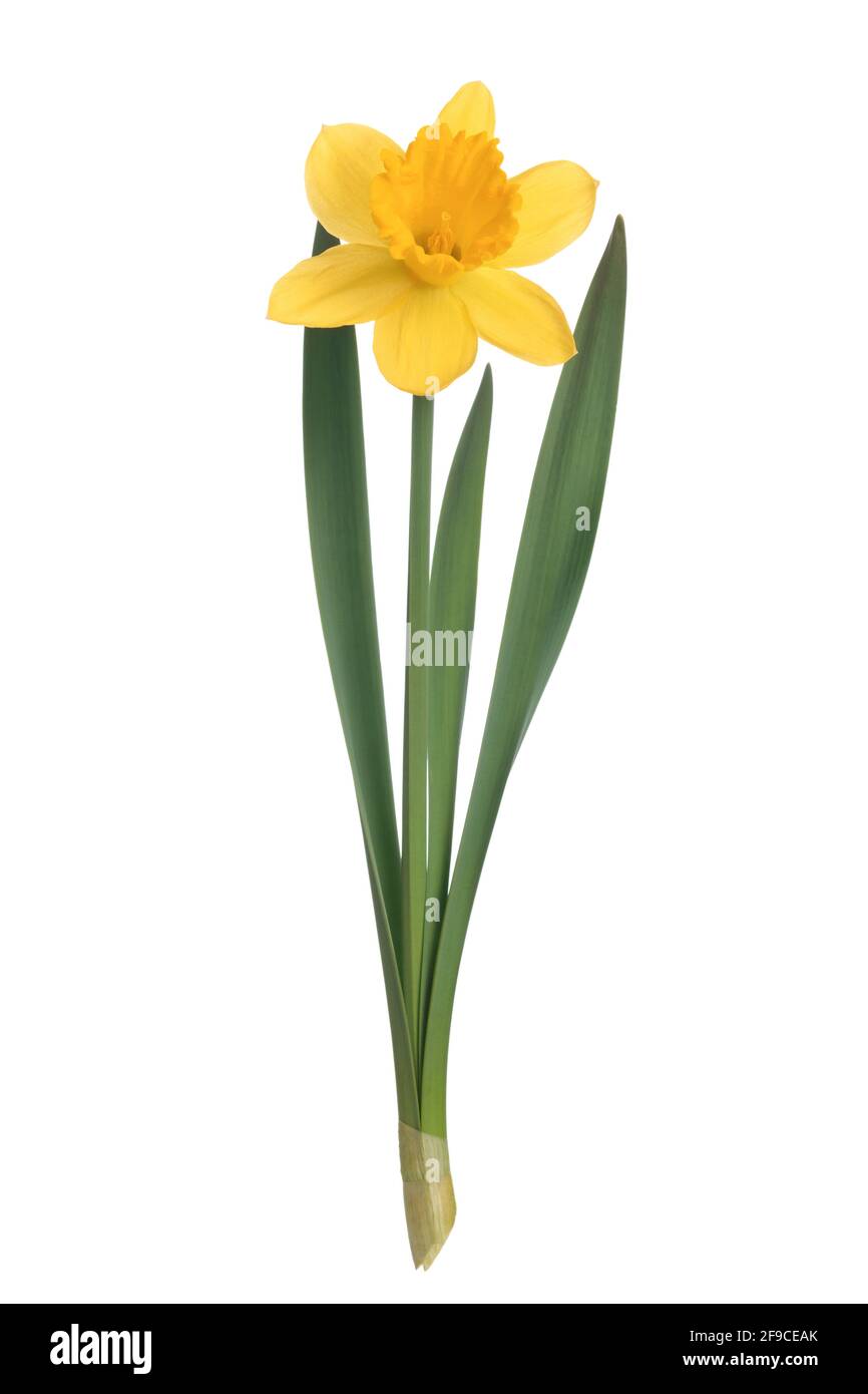 Studio di un perfetto fiore giallo narcisi isolato su uno sfondo bianco in primo piano Foto Stock