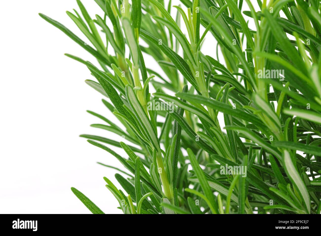 Primo piano di un cespuglio fresco di erba di rosmarino verde sopra uno sfondo bianco Foto Stock