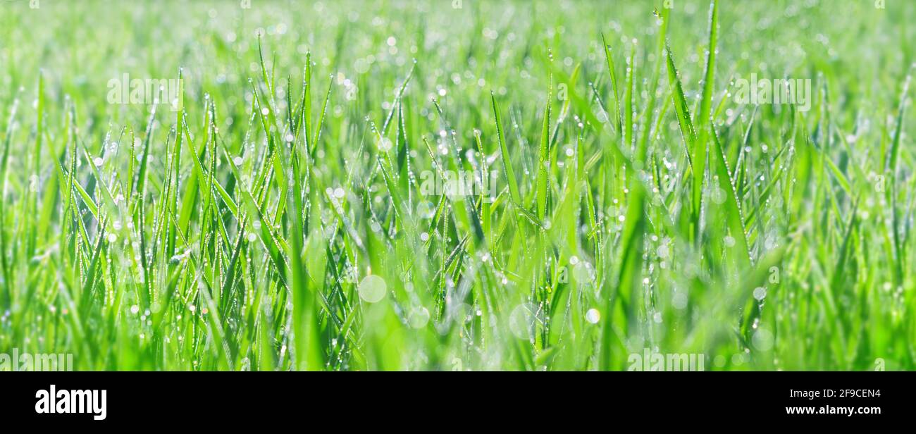 Ampio banner di primavera natura pubblicità - bella mattina rugiada on l'erba giovane in piena luce del sole al mattino Foto Stock