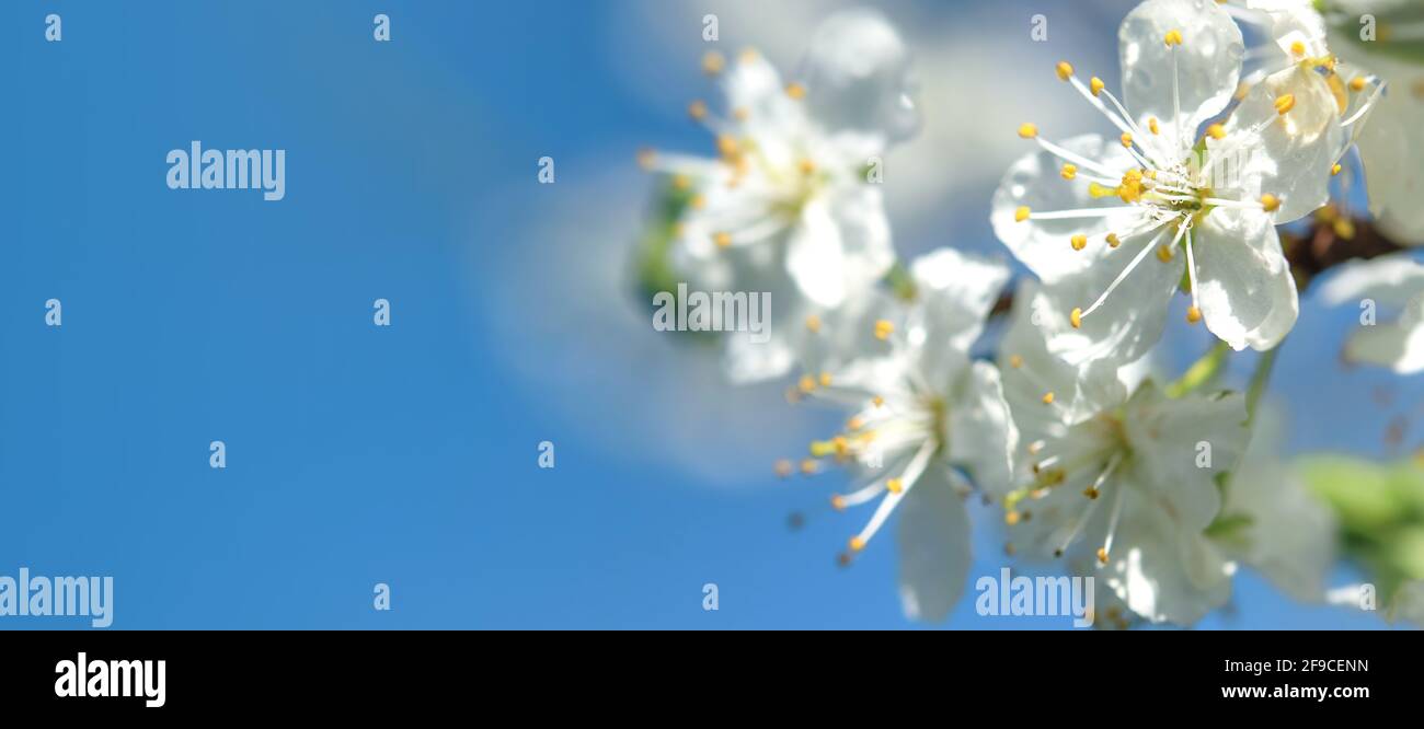 Brunch in ciliegia splendidamente fiorente sullo sfondo blu del cielo una soleggiata giornata primaverile con spazio per la copia Foto Stock
