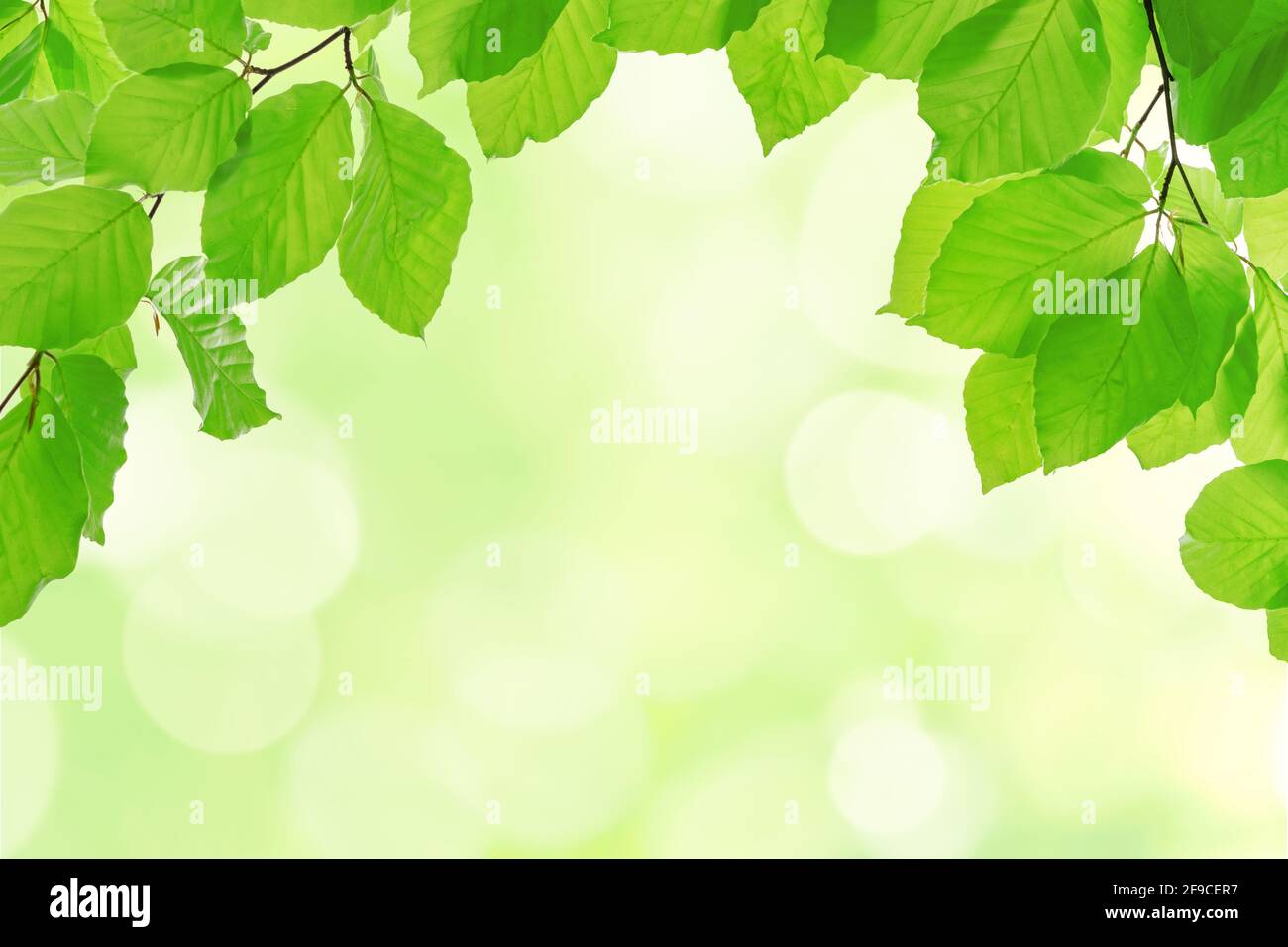 Modello primavera eco-friendly - rami vivido verde di faggio albero con spazio di copia Foto Stock