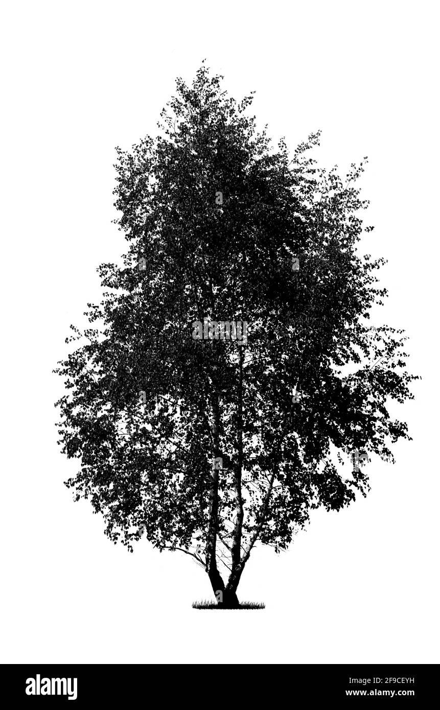 Silhouette di un albero di betulla nero isolato su un bianco sfondo (dettagli alti) Foto Stock