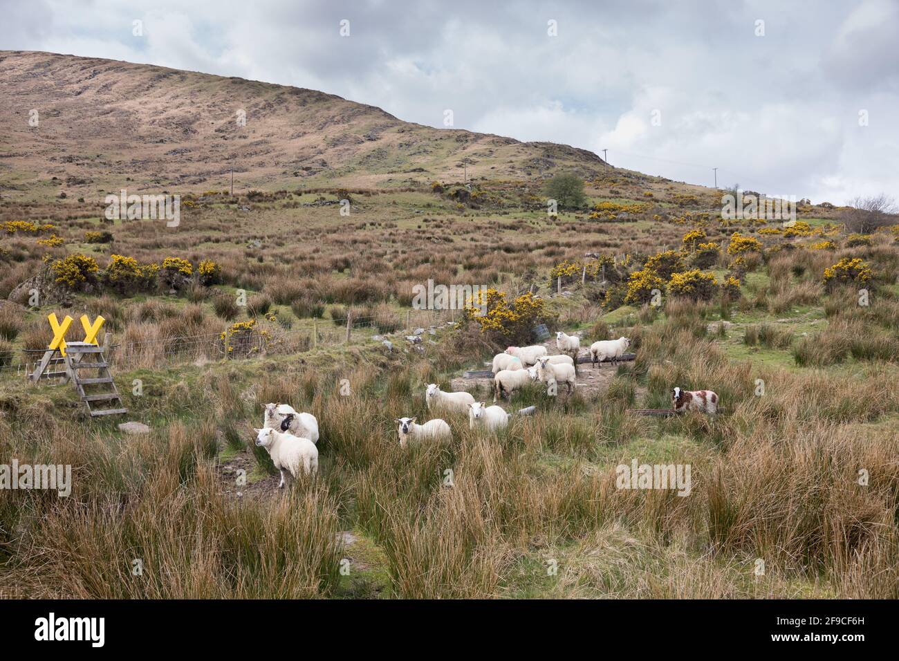 Mealagh Valley, Bantry, Cork, Irlanda. 17 aprile 2021. Le pecore girovagano sulla montagna vicino ad un sentiero collinare nella Valle di Mealagh, Bantry, Co. Cork, Irlanda. - credito; David Creedon / Alamy Live News Foto Stock