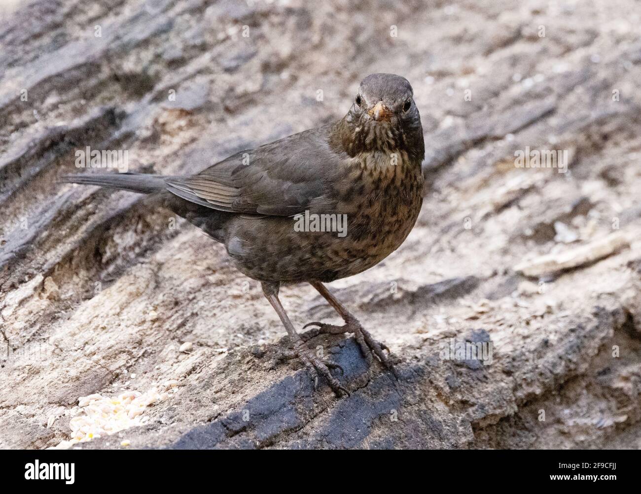Femmina di ricatto UK; una donna adulta di ricatto, Turdus Merula, nel bosco, vista laterale, laghi di Lackford, Suffolk UK Foto Stock