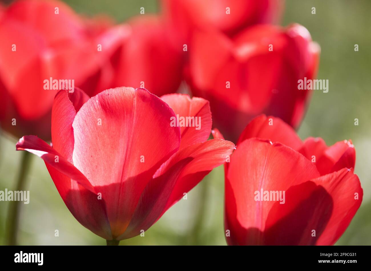 Tulipani rossi UK; tulipani rossi retroilluminati fioriti in un giardino britannico in primavera, Suffolk Inghilterra UK Foto Stock