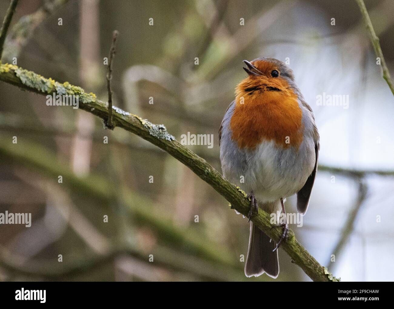 Robin canto; un uccello Robin, Erithacus rubbecula, arroccato su un ramo in bosco, esempio di canto di uccelli, Suffolk UK Foto Stock
