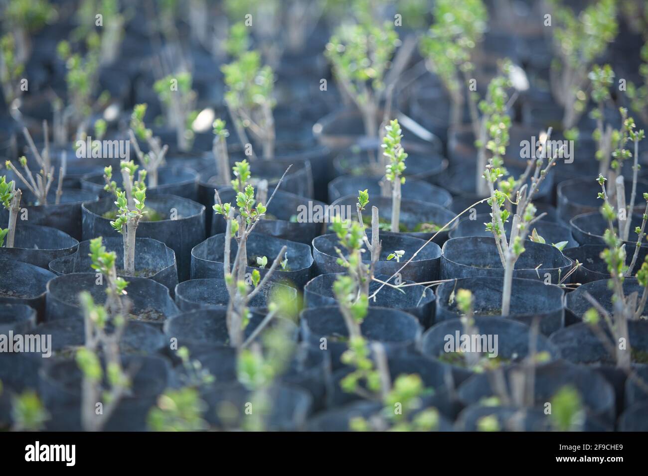 Steli giovani di privet in pentole di giardinaggio pronti per repiantare Foto Stock