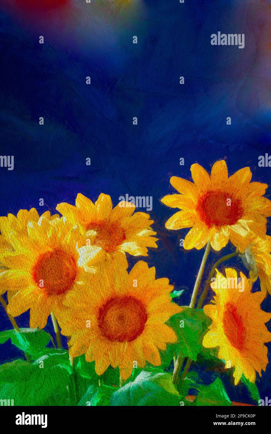 BIGLIETTO D'AUGURI: Girasoli su sfondo blu Foto Stock
