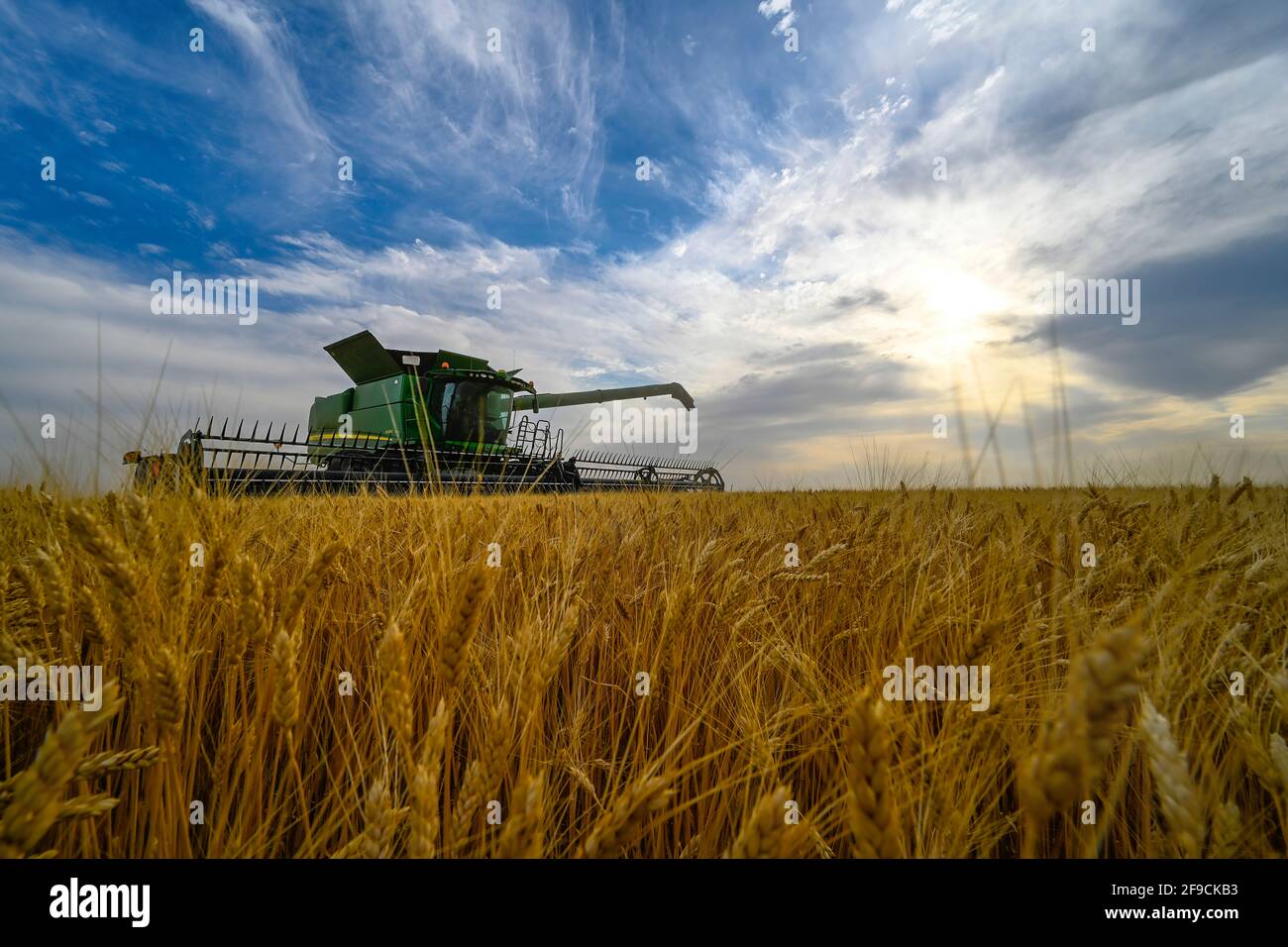 Vendemmia autunnale sulle praterie canadesi nella cintura di grano di Saskatchewan. Foto Stock